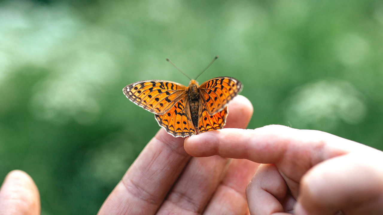 Schmetterling auf der Hand eines Mannes, eine Kinderhand berührt ihn auch