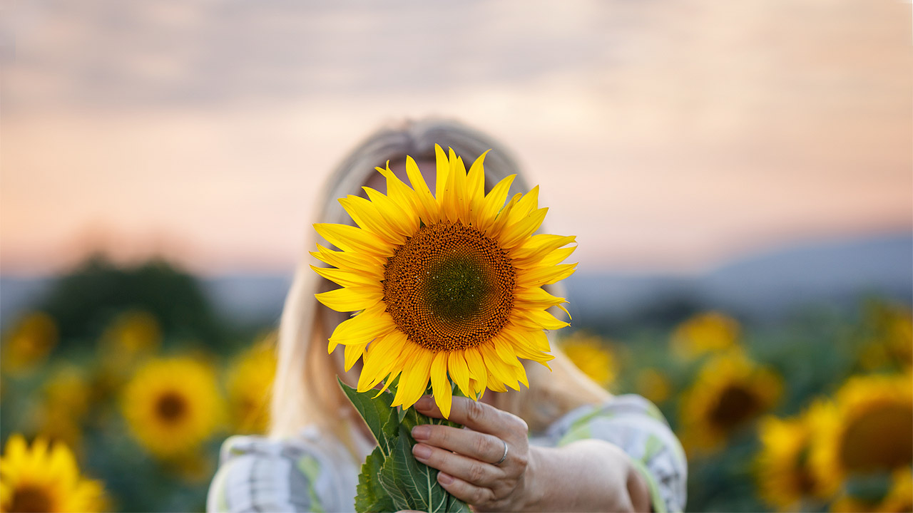 Frau mit Sonnenblume Eine Frau hält eine Sonnenblume vor ihr Gesicht
