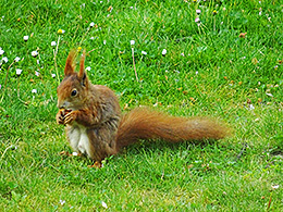 Einchörnchen auf einer Wiese