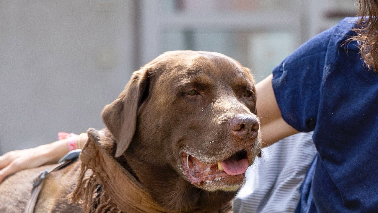 Brauner Labrador