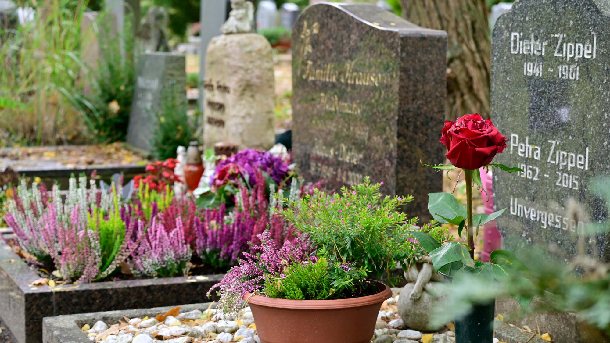 Mehrere Grabsteine auf einem Friedhof, davor ein bepflanztes Grab mit lila Blumen und eine einzelne rote Rose neben einem Stein mit Inschrift.