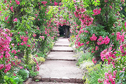 langer Weg durch ein Rosenspalier