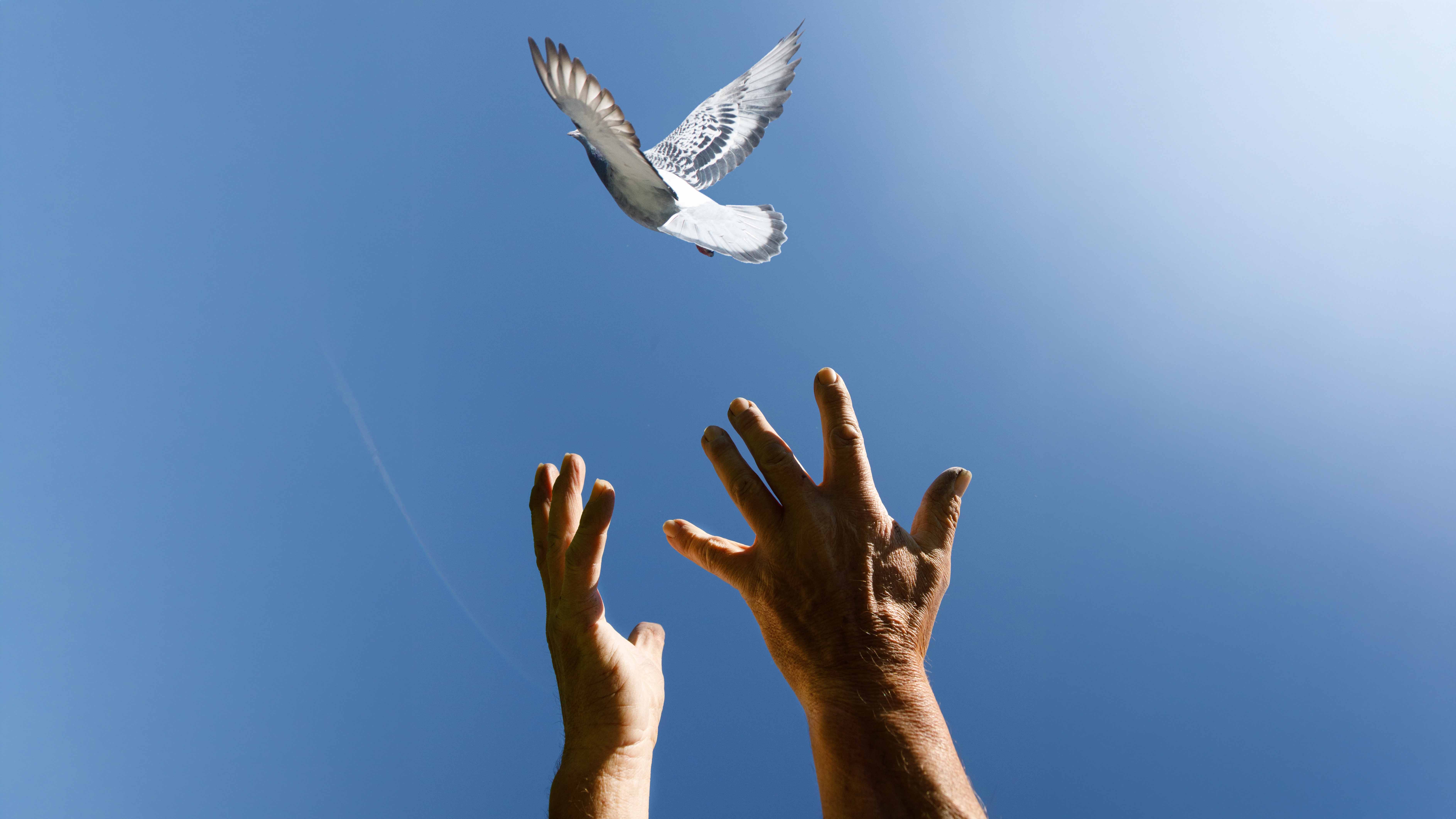 Zwei ausgestreckte Hände greifen nach einer Taube, die vor blauem Himmel davonfliegt.