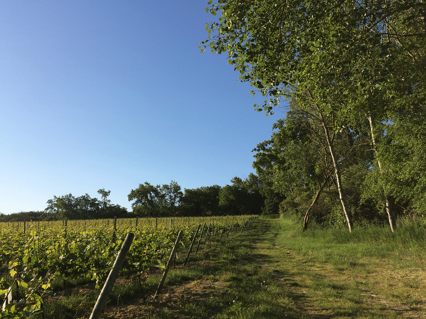 Weinberg in Rheinhessen