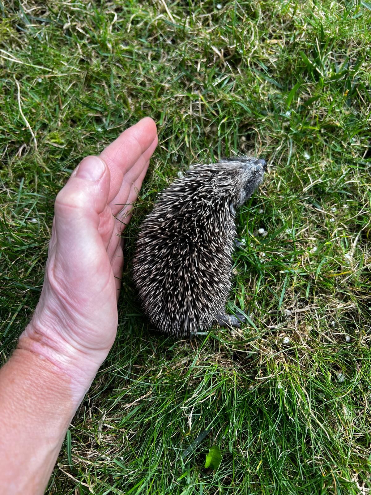 Ein Igel liegt auf Rasen, links von ihm eine Hand, die eine beschützende Haltung zeigt