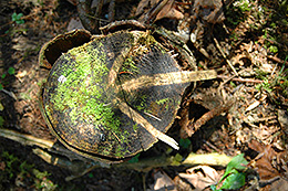 Baumstumpf mit einem Astpfeil, der zum Zentrum zeigt.