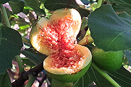 Das Innere einer aufgeplatzten Feige an einem Baum.