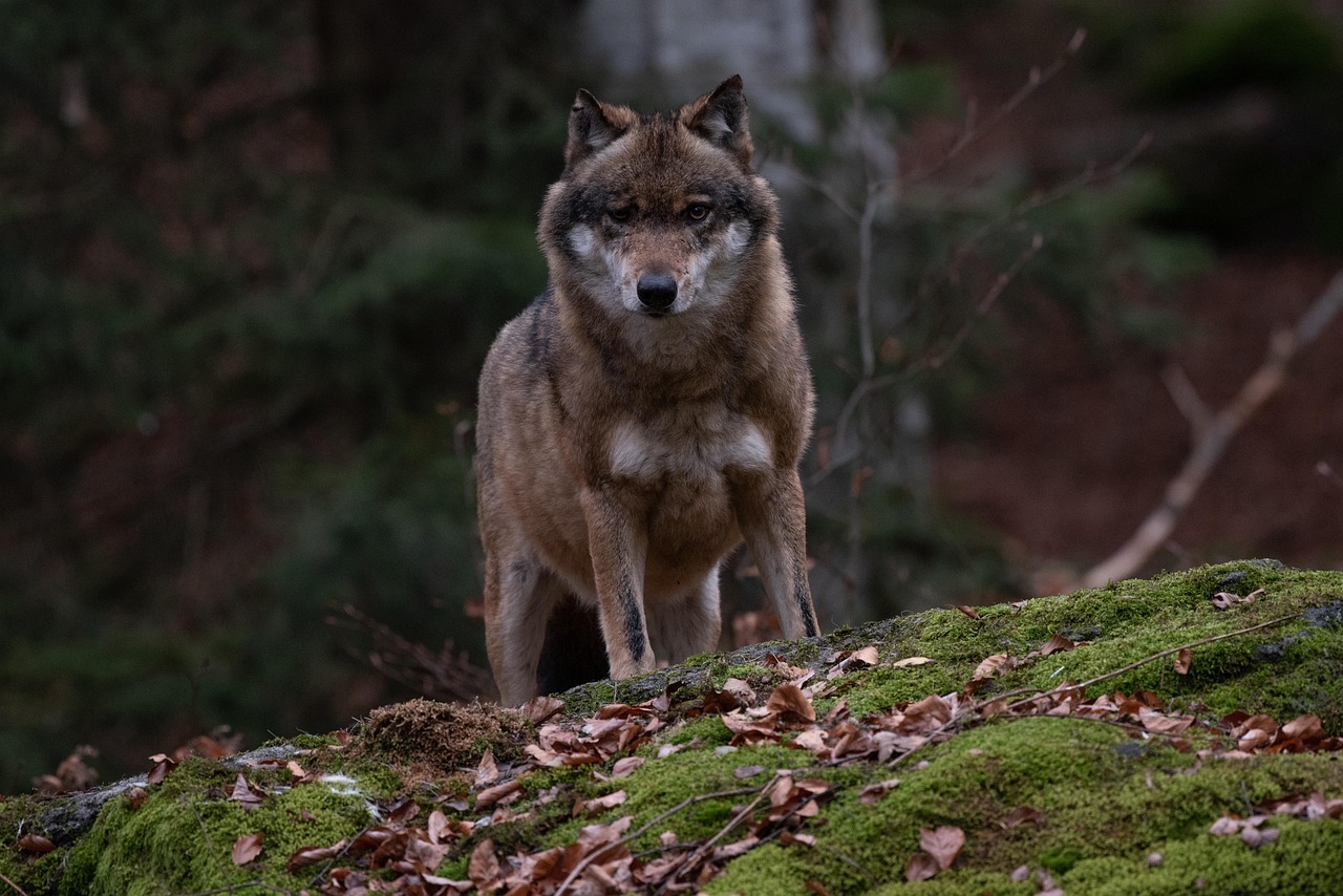 Ein Wolf steht im Wald und schaut dem Betrachter direkt ins Gesicht. Er ist konzentriert, aber nicht bedrohlich. 