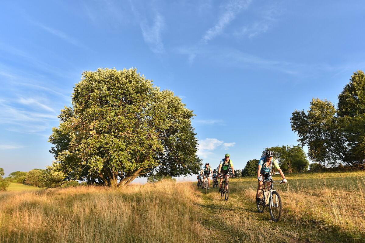 Eine Gruppe Mountainbiker fährt an einem Sommertag durch ein Feld.