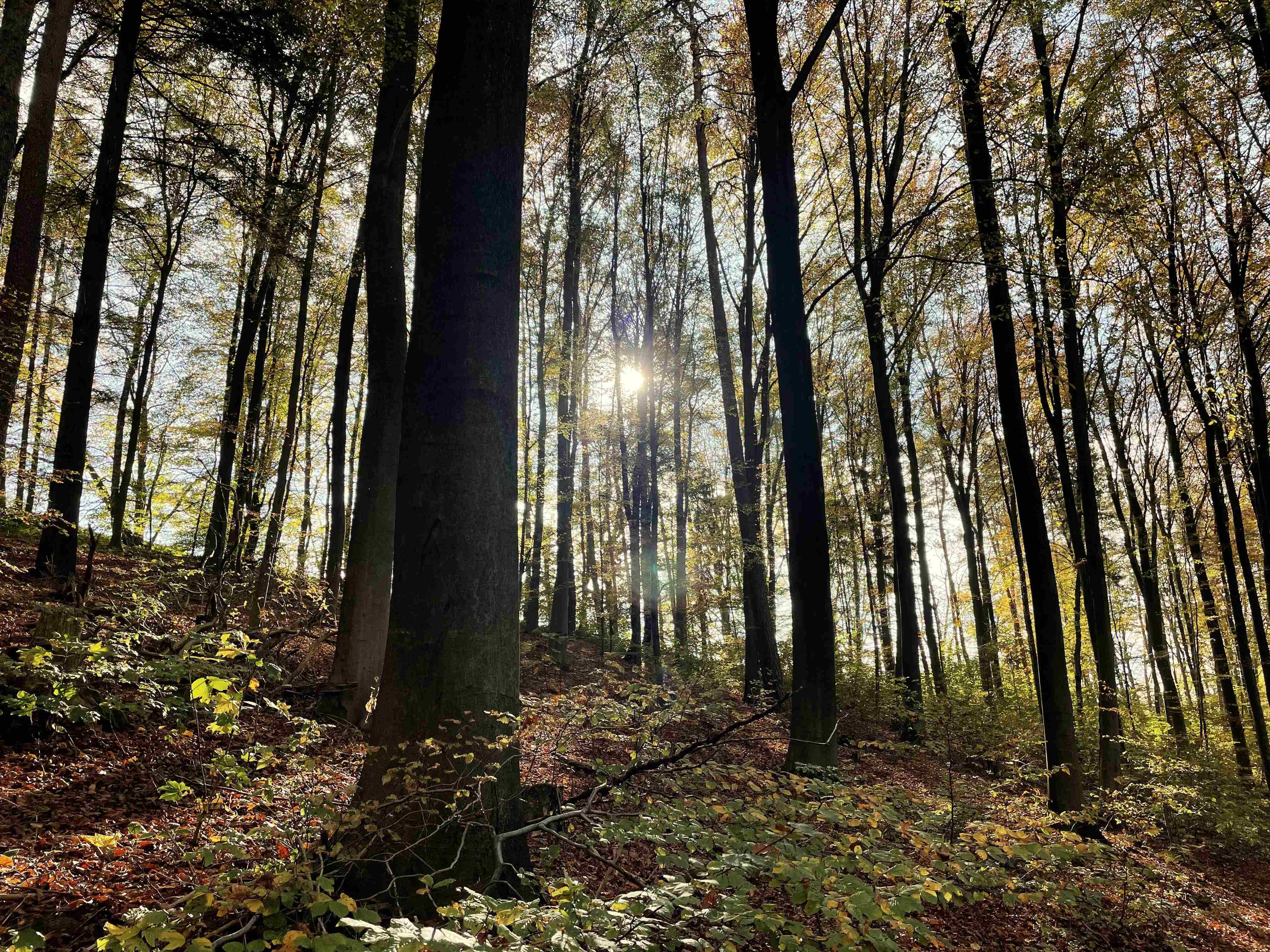 In der Heubacher Kita gibt es ab März eine Naturgruppe. Das Bild zeigt Bäume. Zwischen ihnen scheint die Sonne durch. heint.