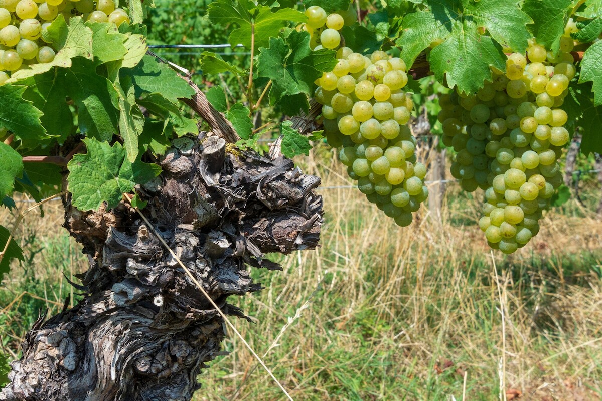 Weinreben mit grünen Weintrauben und alter Weinstock 