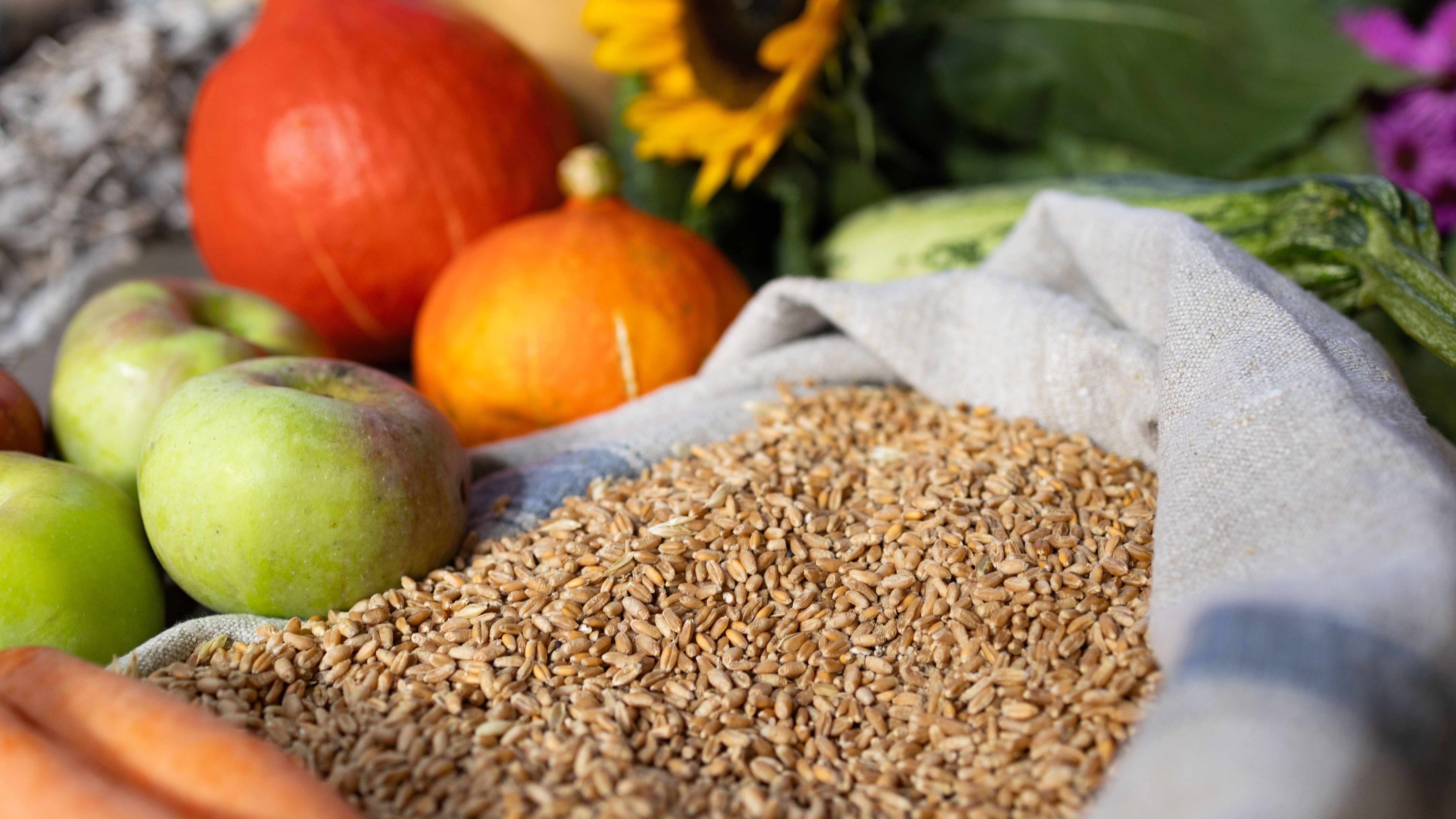 Nahaufnahme einer herbstlichen Erntedank-Dekoration mit Getreidekörnern in einem Leinensack, grünen Äpfeln, orangefarbenen Kürbissen, Zucchini und Sonnenblumen.