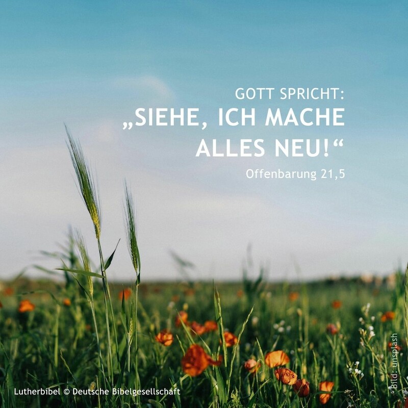 Bildmotiv: Feld mit Wiesenblumen