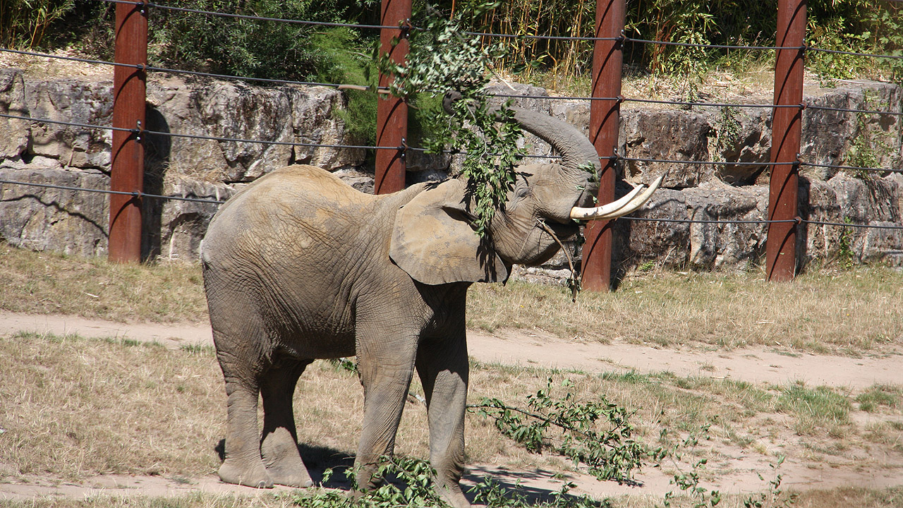 Elefant Ein Elefant wirft  mit dem Rüssel einen Zweig auf den Rücken