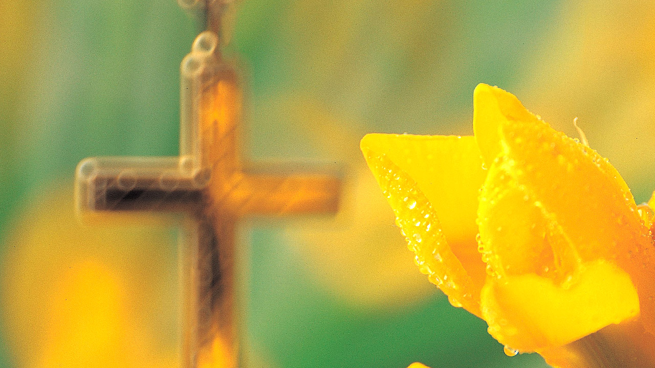 Aufgehende Osterglocke, dahinter ein Kreuz