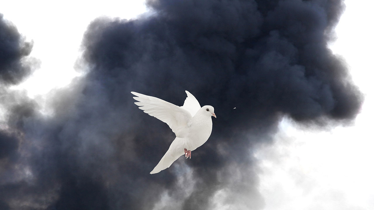 Friedenstaube Weiße Friedenstaube vor schwarzem Rauch
