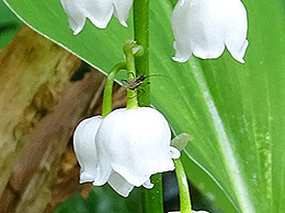 Nahaufnahme eines Maiglöckchens mit Käfer
