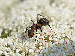 Nahaufname einer Ameise auf einer Bärenklau-Blütendolde.