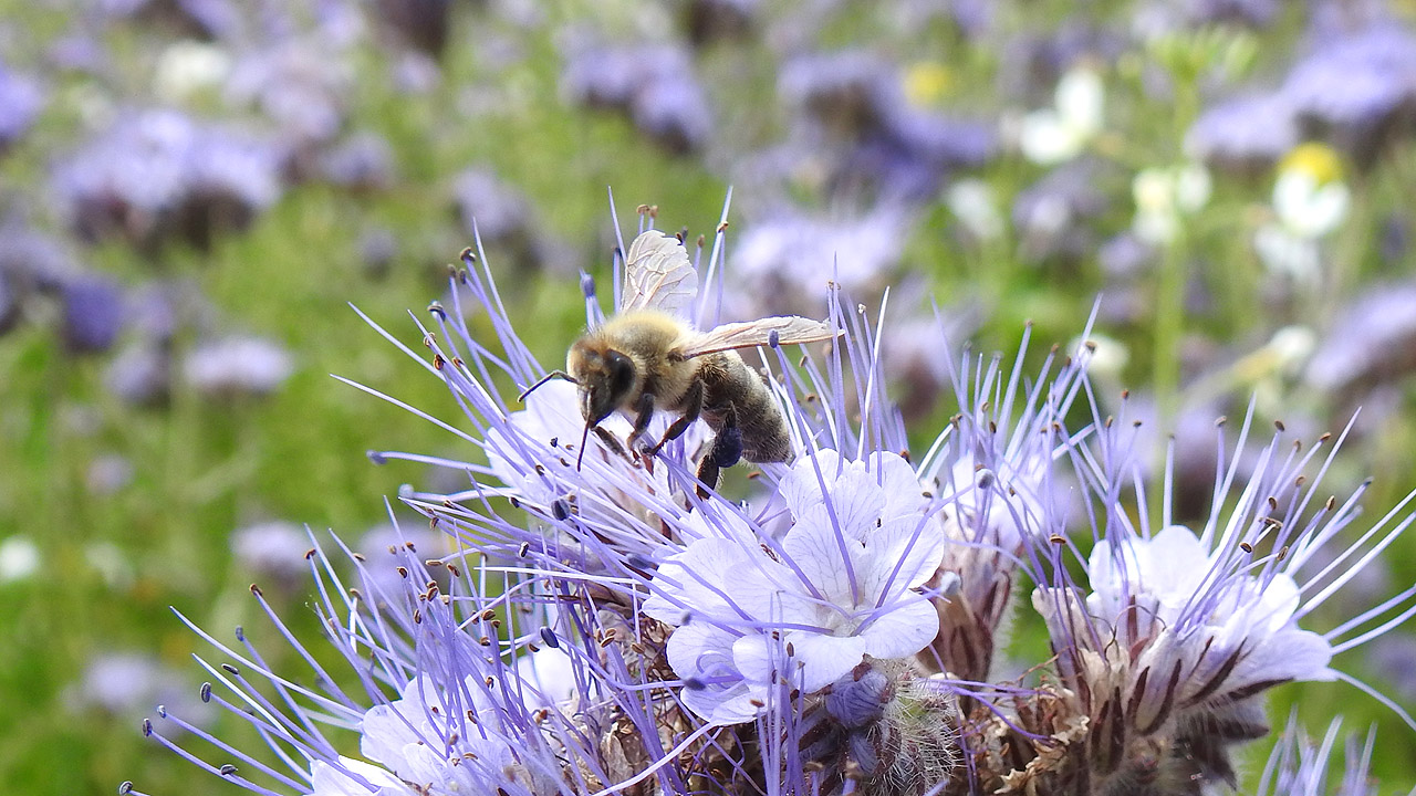 Biene auf einer Blüte