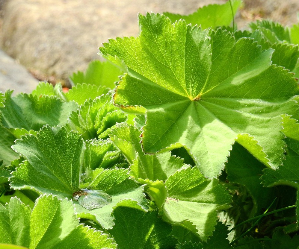 Das Heilkraut Frauenmantel (Alchemilla vulgaris) 