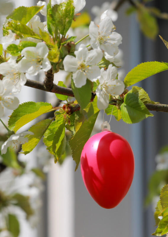 An einem blühenden Osterzweig hängt ein rotes Osterei