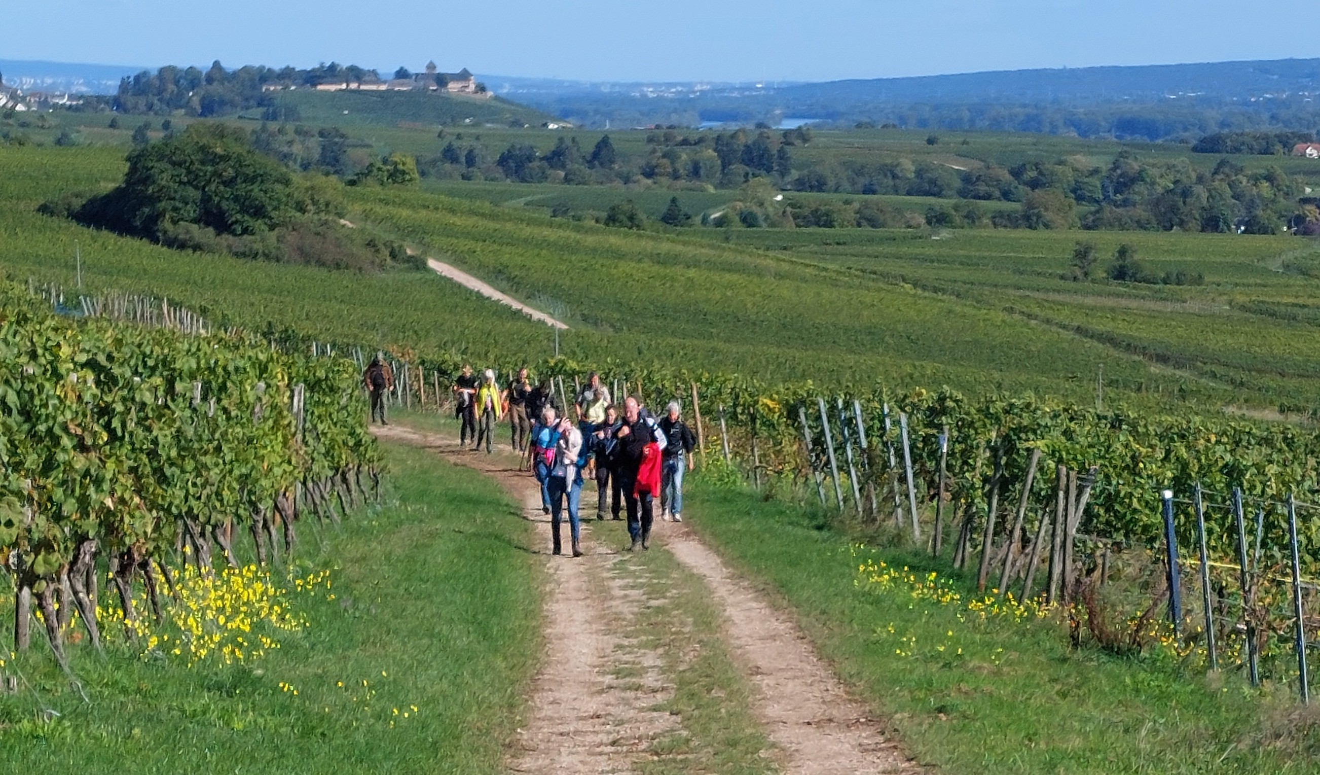 Eine Gruppe von Wanderern geht auf einem Weg durch Weinberge 