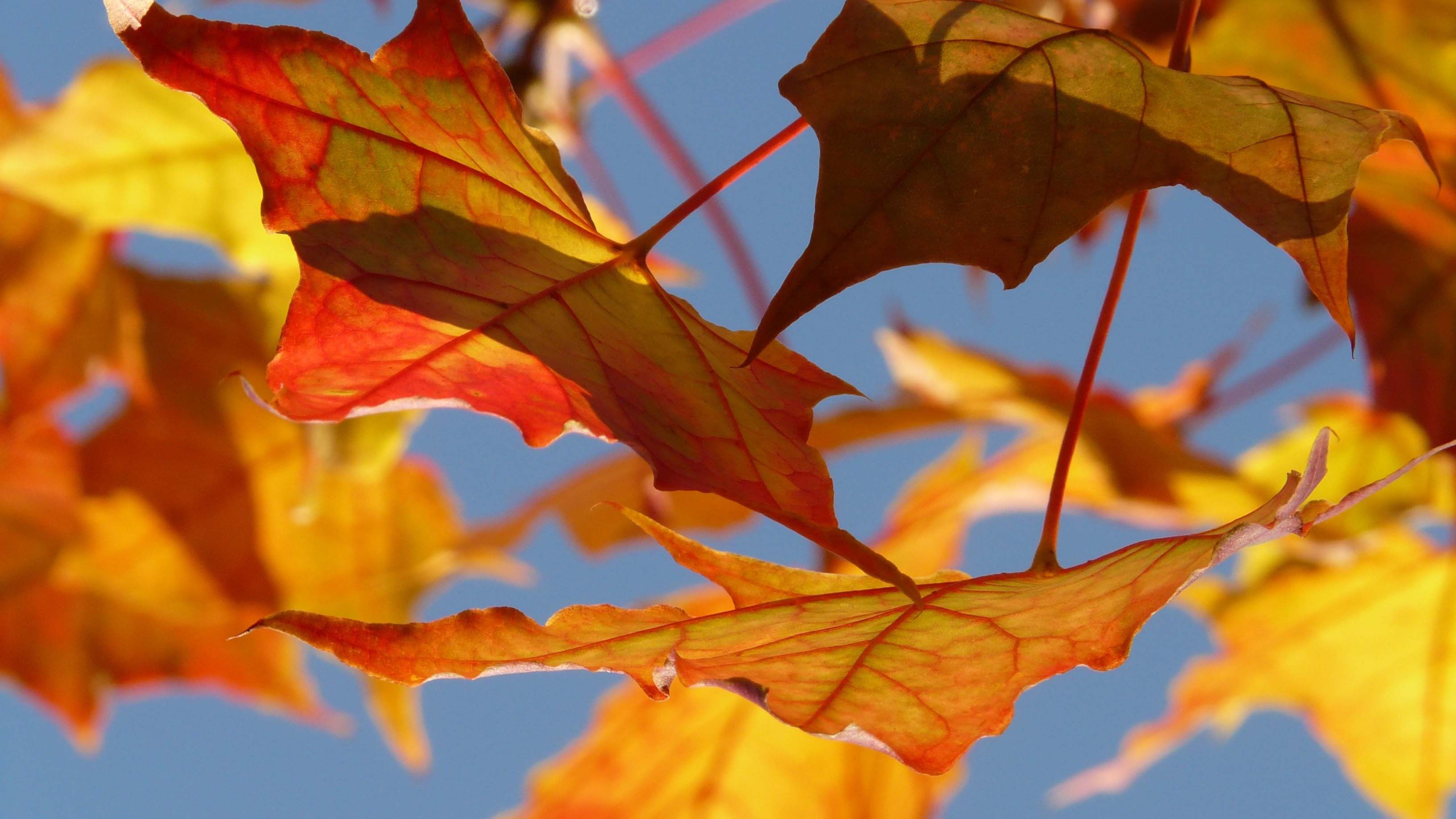 Nahaufnahme herbstlich verfärbter Ahornblätter in leuchtenden Gelb-, Orange- und Rottönen. Sonnenlicht durchscheint die Blätter und hebt ihre feinen Blattadern hervor. Im Hintergrund ist blauer Himmel zu sehen.