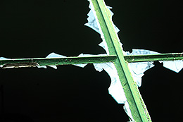 Fensterkreuz mit Glasresten