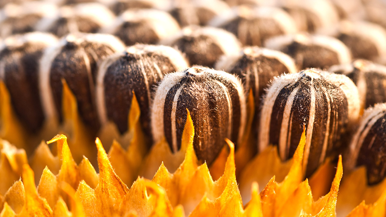 Sonnenblumenkerne