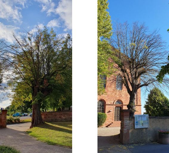 Das Bild zeigt 2 Linden, die gefällt werden müssen.