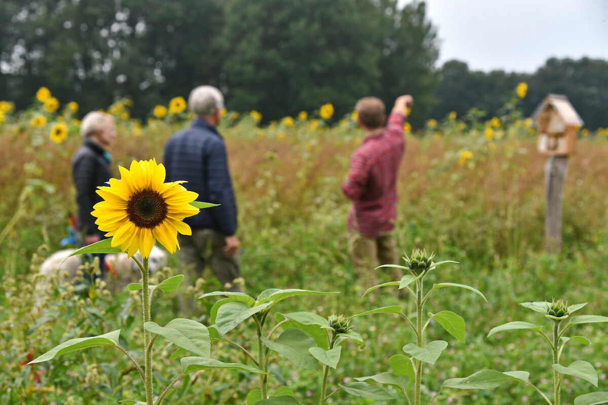 Drei Menschen und ein Hund stehen in einem Feld mit Sonnenblumen