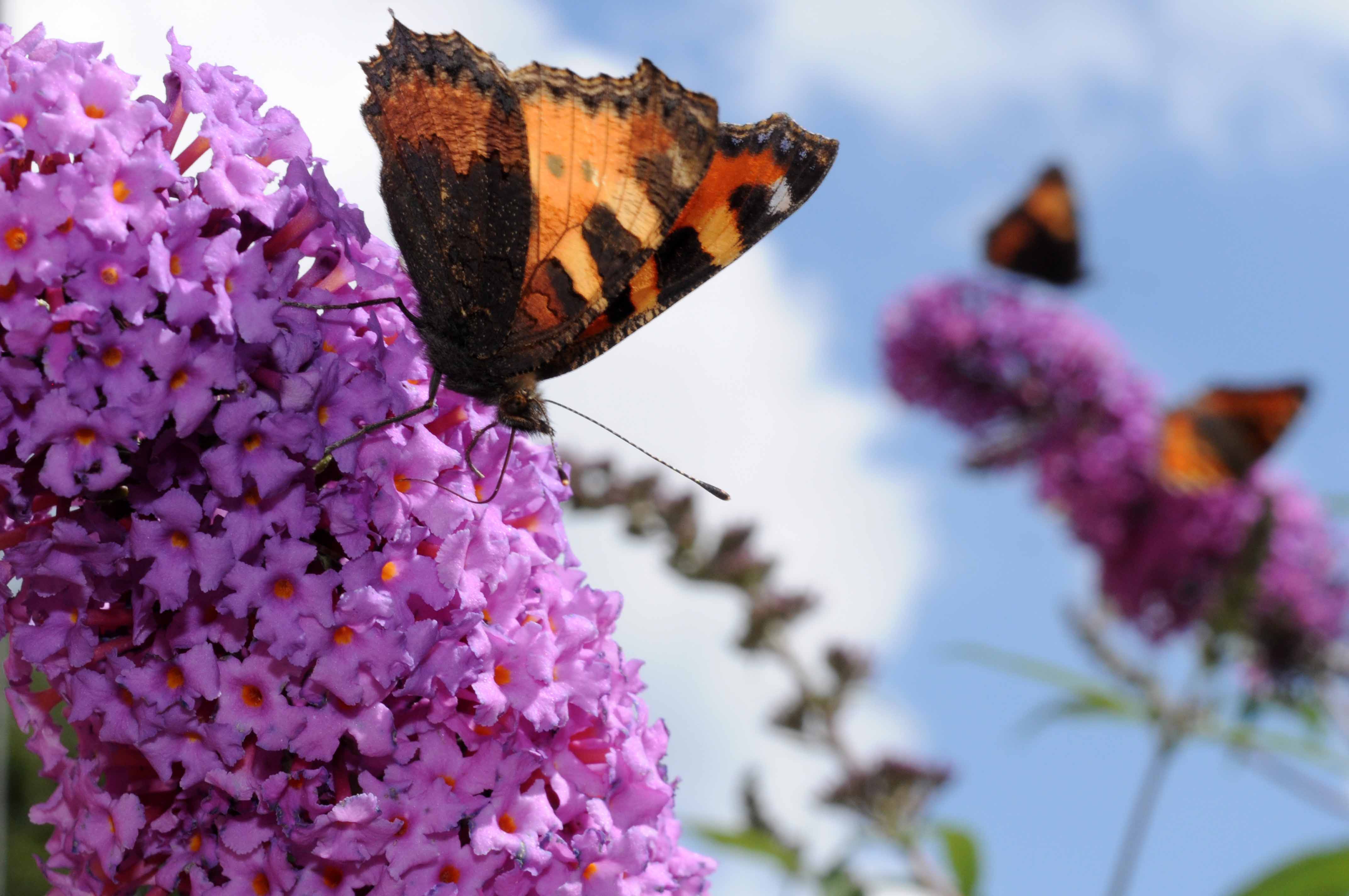 Schmetterling auf blühender Pflanze