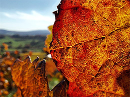Weinblatt im Herbst
