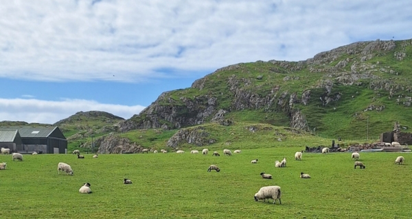 Schafe auf Iona