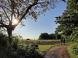 Ein Weg in einen Weinberg bei Gegenlicht durch Geäst.
