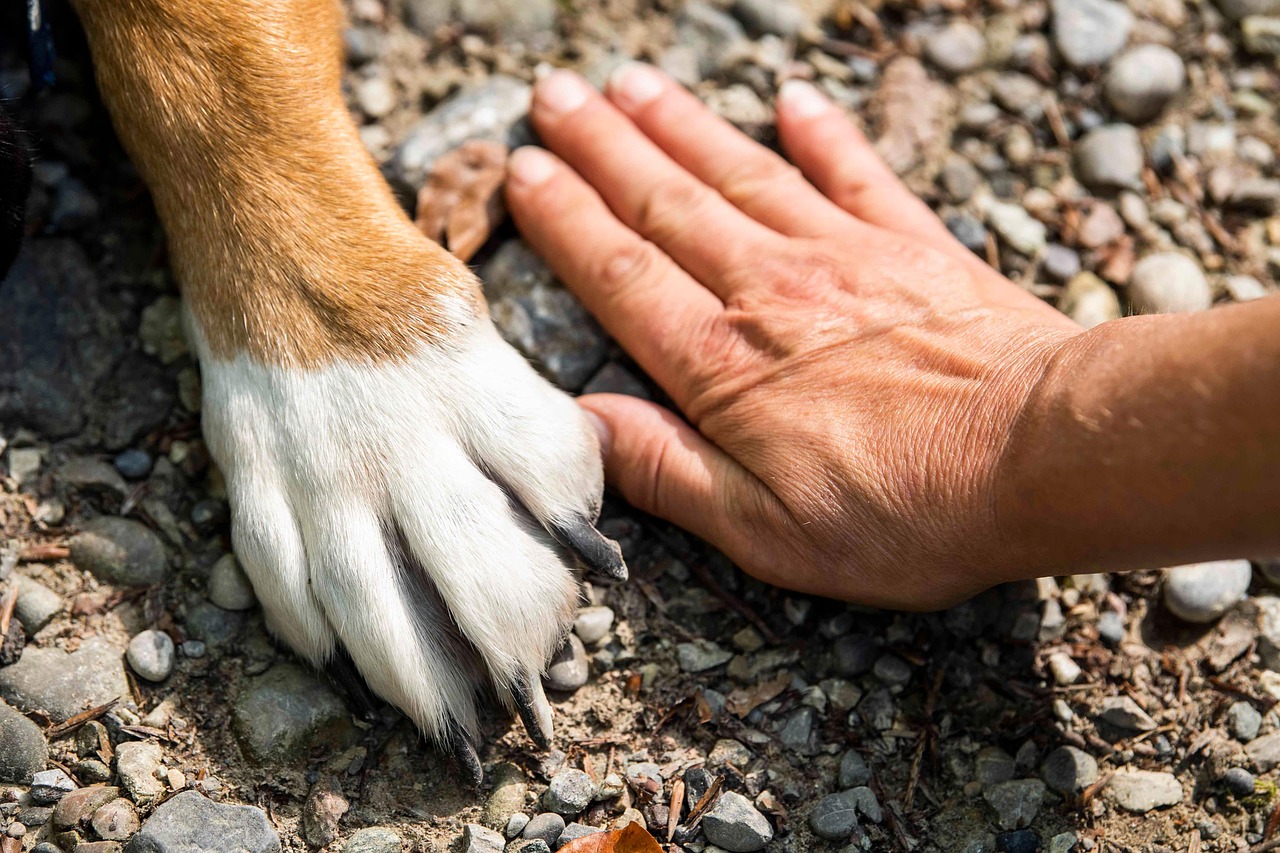 Eine menschliche Hand und eine Hundepfote berühren sich leicht auf einem unebenen Boden.